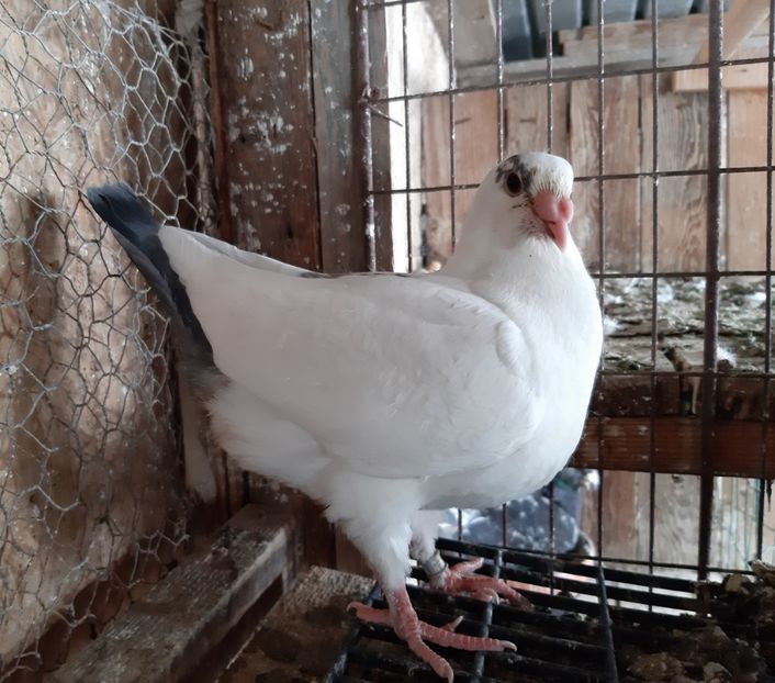  - Voiajori standard pui 2020