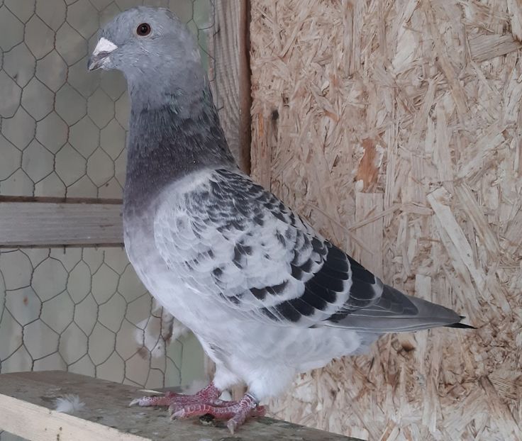  - Voiajori standard pui 2020