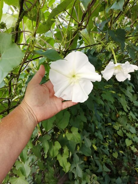  - SEMINTE ZORELE - IPOMOEA ALBA- MOONFLOWER
