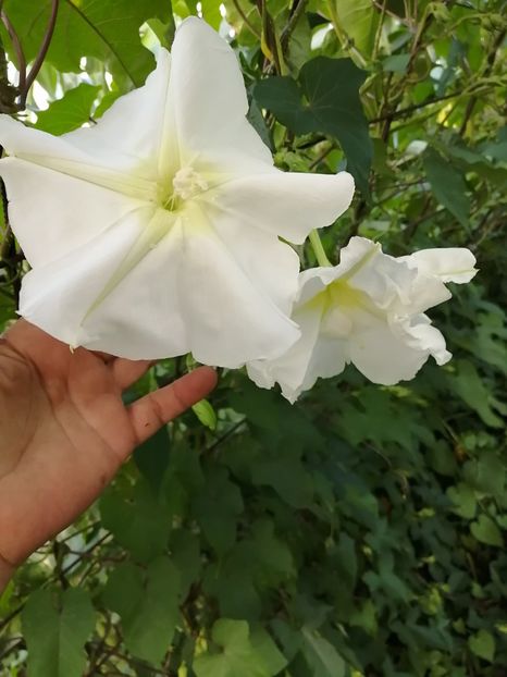  - SEMINTE ZORELE - IPOMOEA ALBA- MOONFLOWER