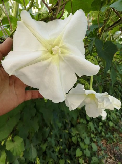  - SEMINTE ZORELE - IPOMOEA ALBA- MOONFLOWER