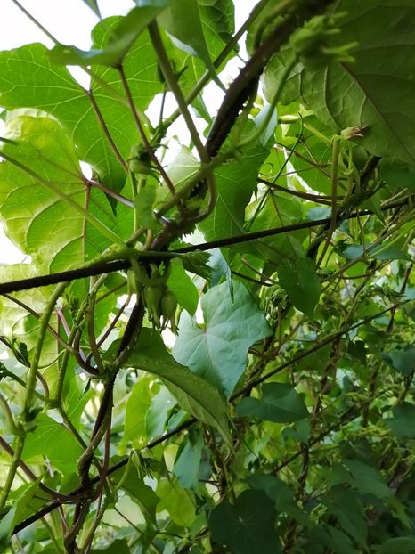  - SEMINTE ZORELE - IPOMOEA ALBA- MOONFLOWER