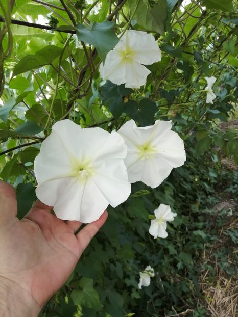  - SEMINTE ZORELE - IPOMOEA ALBA- MOONFLOWER