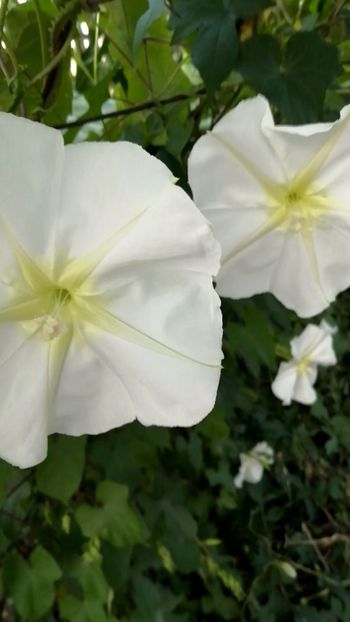  - SEMINTE ZORELE - IPOMOEA ALBA- MOONFLOWER