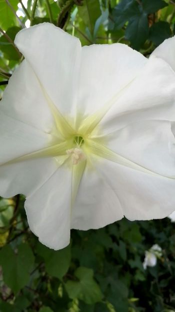  - SEMINTE ZORELE - IPOMOEA ALBA- MOONFLOWER