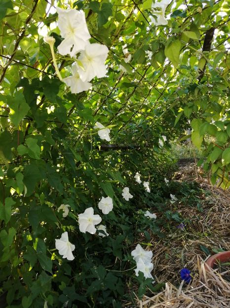  - SEMINTE ZORELE - IPOMOEA ALBA- MOONFLOWER