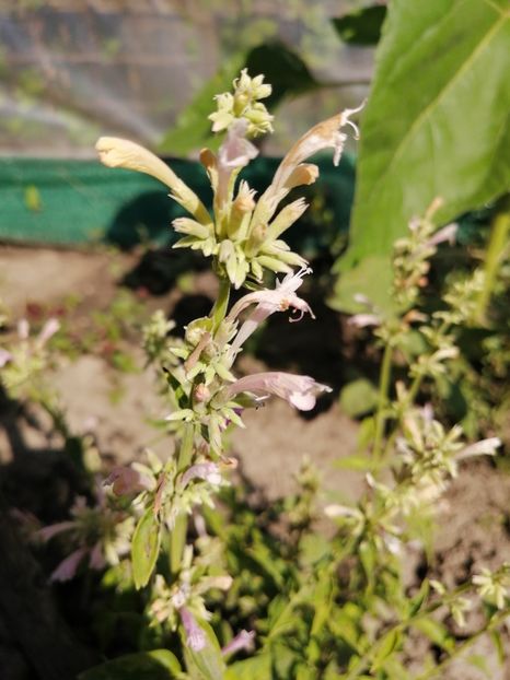  - Z SEMINTE AGASTACHE MEXICANA - CHAMPAGNE - D