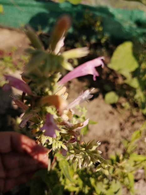  - Z SEMINTE AGASTACHE MEXICANA - CHAMPAGNE - D