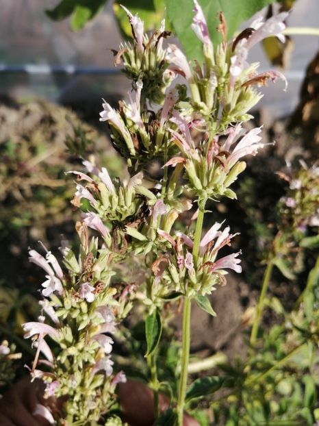  - Z SEMINTE AGASTACHE MEXICANA - CHAMPAGNE - D