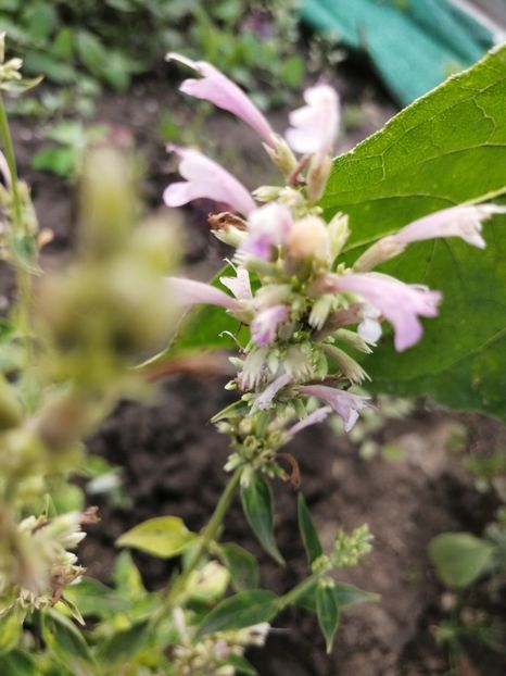  - Z SEMINTE AGASTACHE MEXICANA - CHAMPAGNE - D