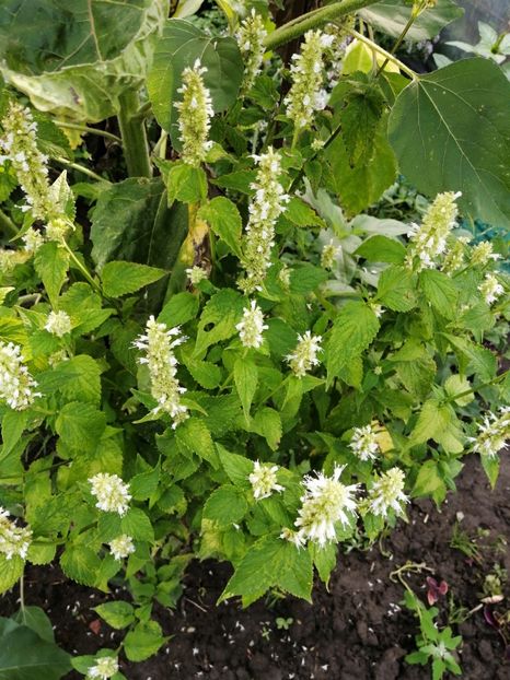  - SEMINTE AGASTACHE FOENICULUM ALB - D 30
