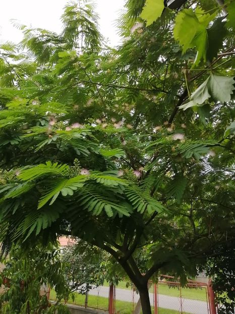  - SEMINTE SALCAM DE MATASE - ALBIZIA JULIBRISSIN