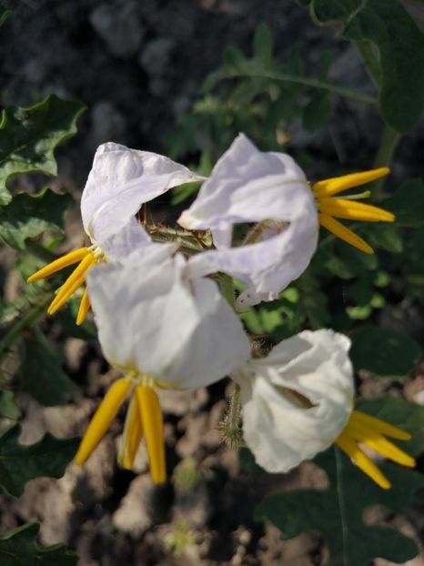  - SEMINTE LITSCHI TOMATE - T 295 SOLANUM SISYMBRIFOLIUM