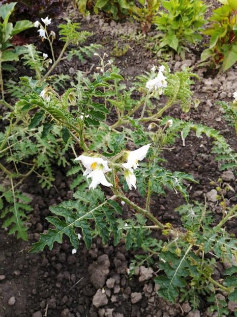 - SEMINTE LITSCHI TOMATE - T 295 SOLANUM SISYMBRIFOLIUM