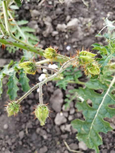 - SEMINTE LITSCHI TOMATE - T 295 SOLANUM SISYMBRIFOLIUM