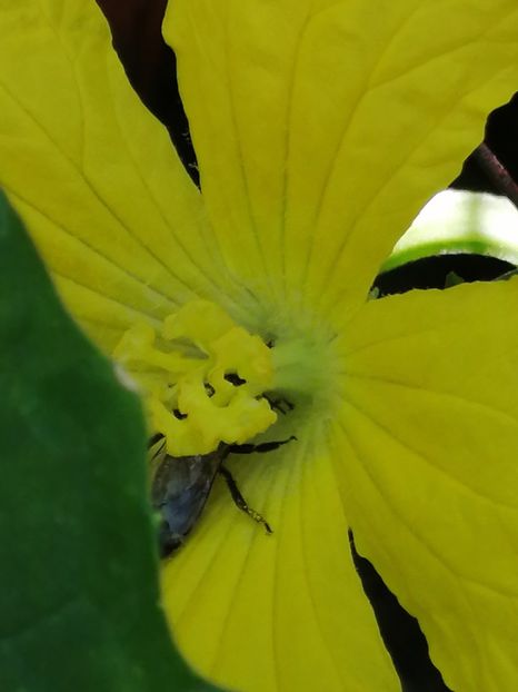  - SEMINTE LUFA - LUFFA CYLINDRICA