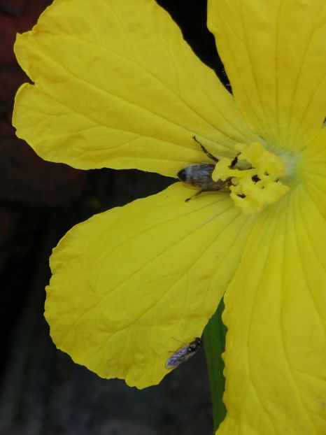  - SEMINTE LUFA - LUFFA CYLINDRICA