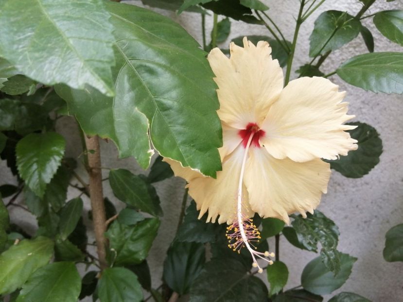  - Hibiscus