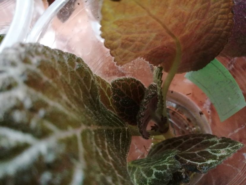  - Episcia