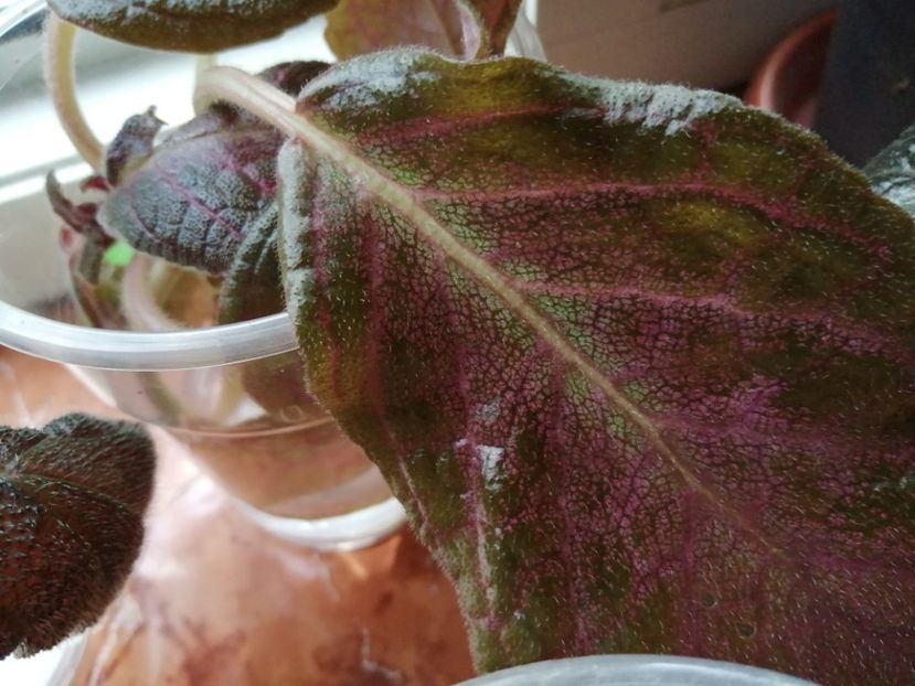  - Episcia