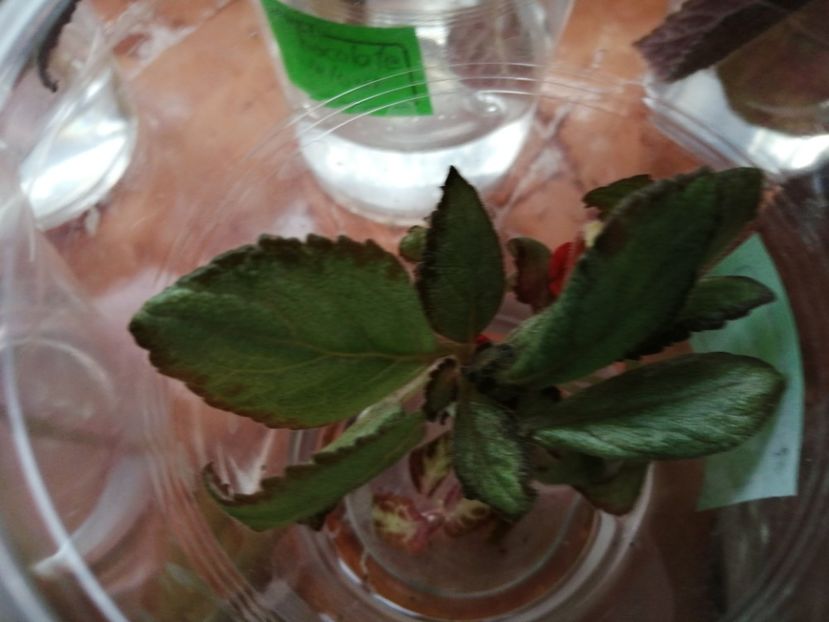  - Episcia