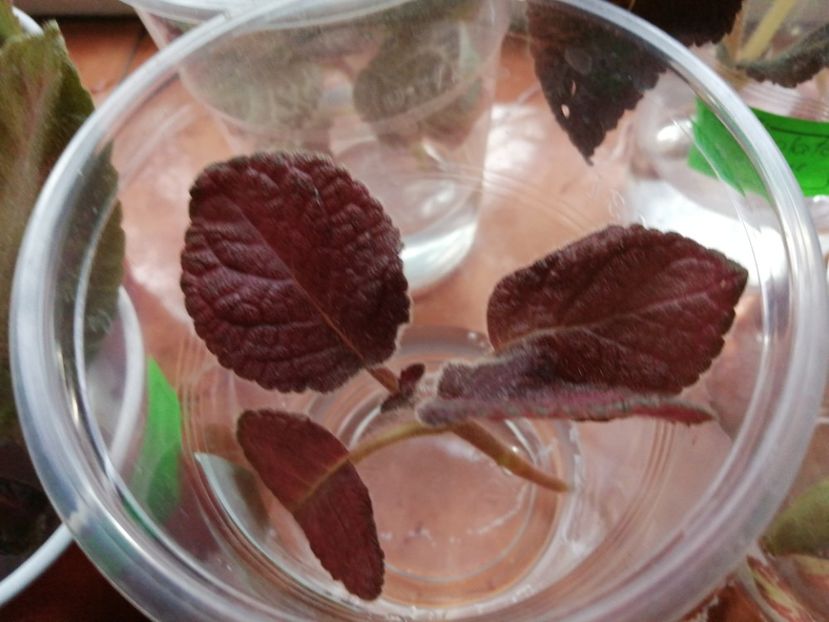  - Episcia