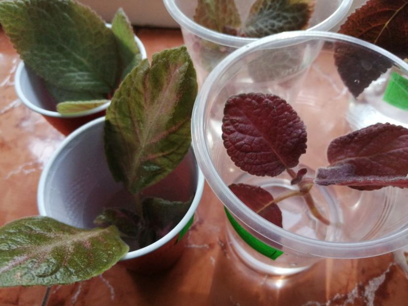  - Episcia