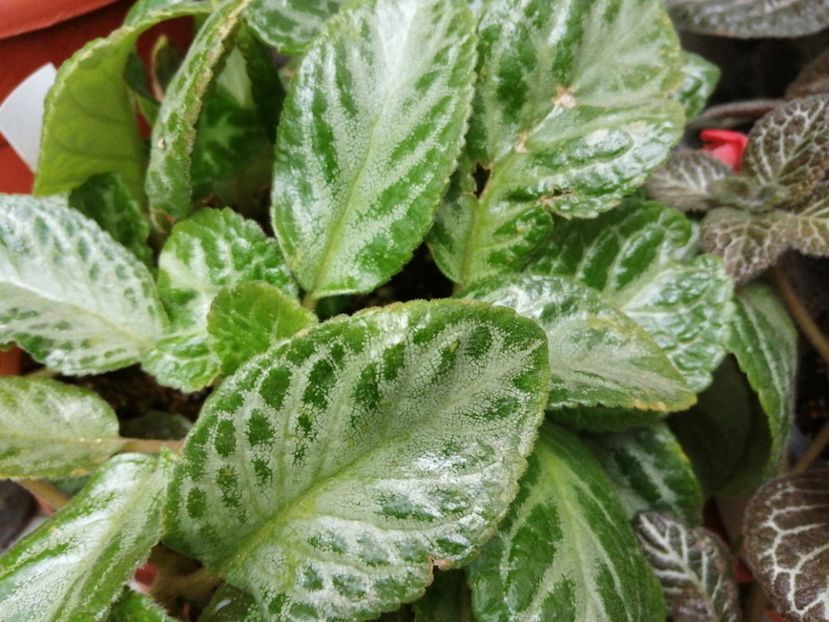  - Episcia