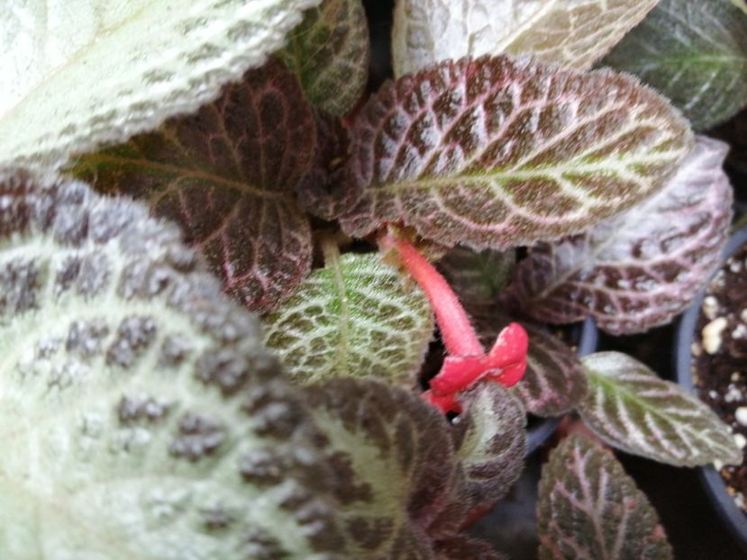  - Episcia