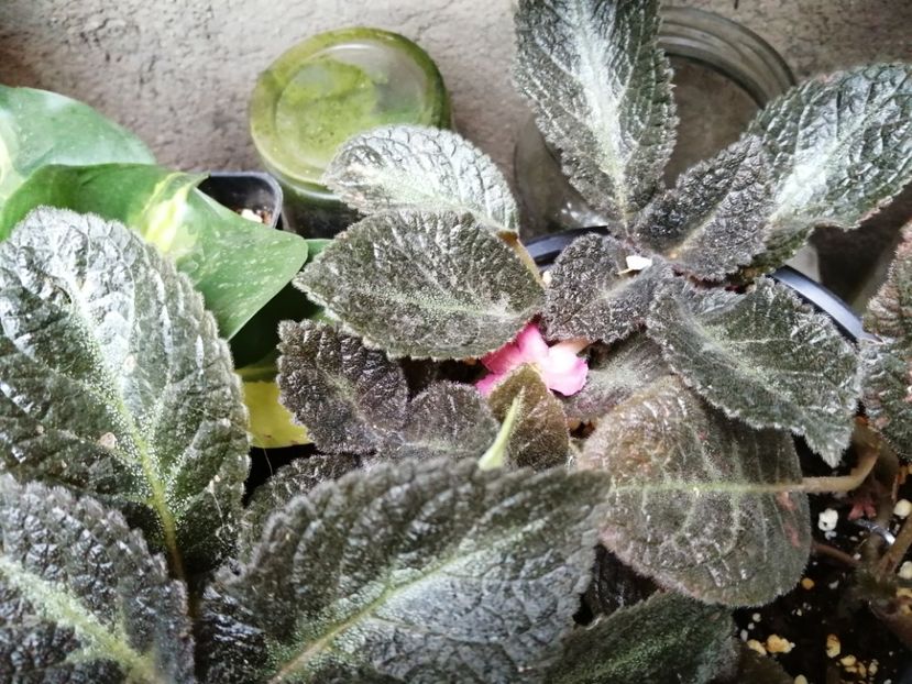  - Episcia