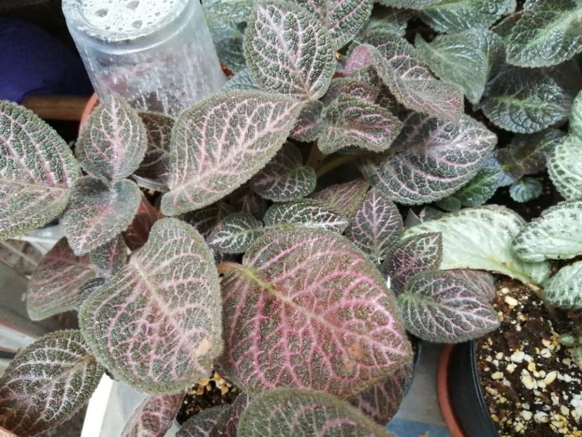  - Episcia