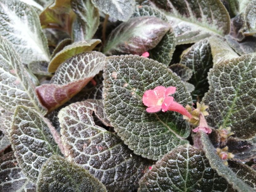  - Episcia