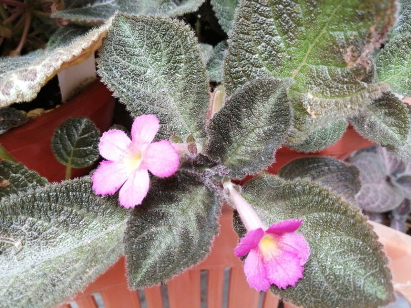  - Episcia
