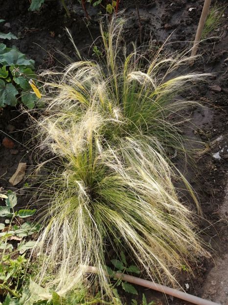  - SEMINTE IARBA DECORATIVA - D 159 STIPA TENUISSIMA PONY TAIL