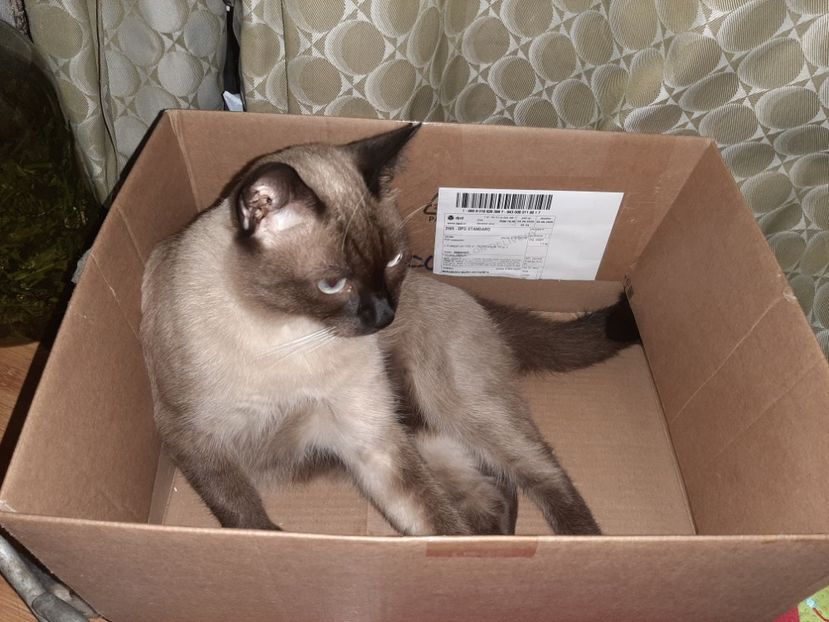  - Pisicii mei în august 2020