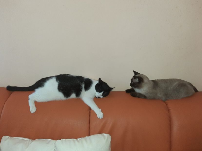  - Pisicii mei în august 2020