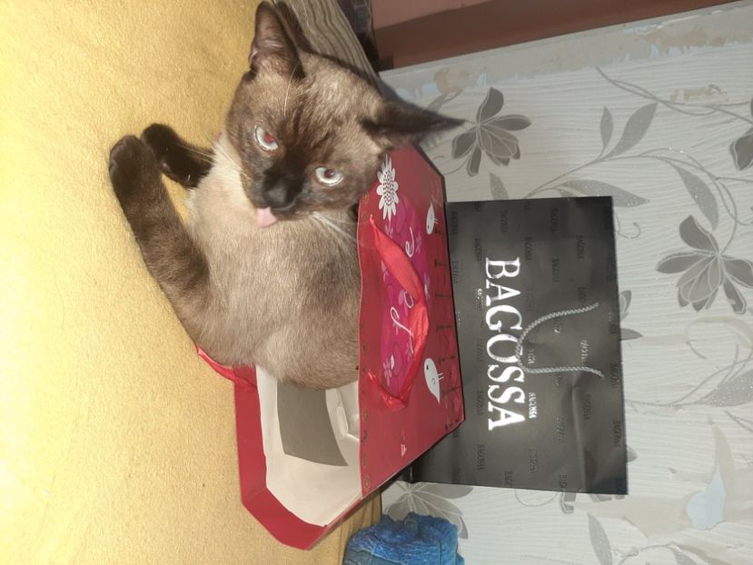  - Pisicii mei în august 2020