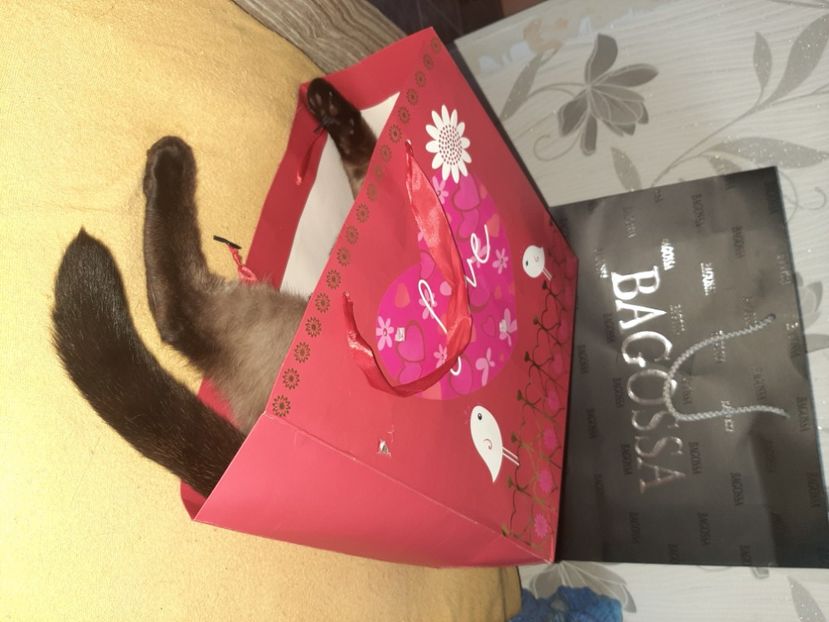  - Pisicii mei în august 2020