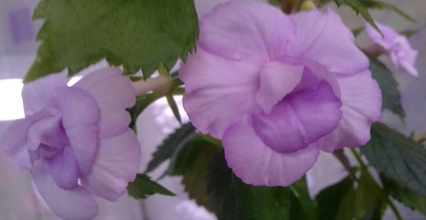  - 0000 ACHIMENES