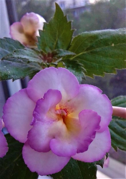  - 0000 ACHIMENES