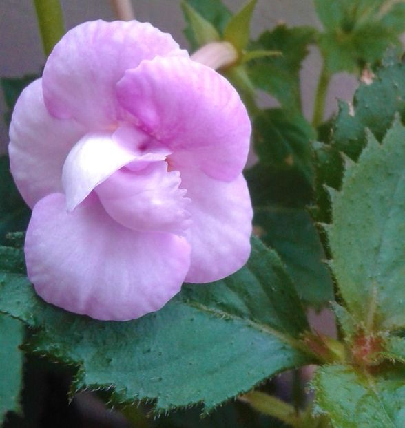  - 0000 ACHIMENES