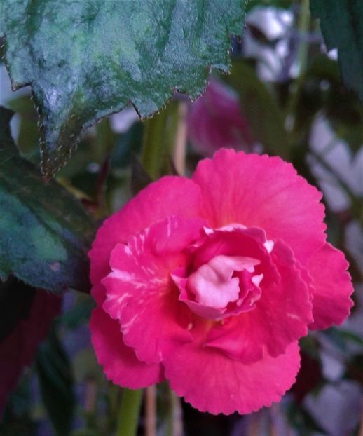  - 0000 ACHIMENES