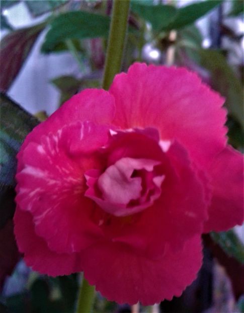  - 0000 ACHIMENES