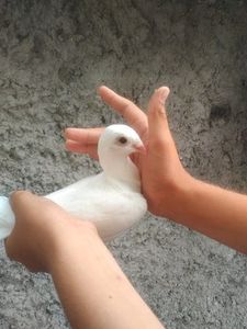  - 1927 Eduard Glodeanu