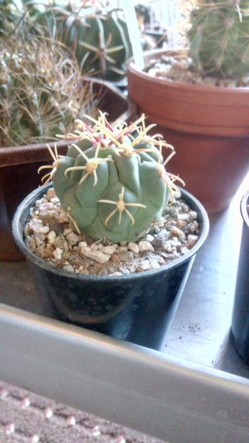 G. mathsonii SB1449 - Glandulicactus--sclerocactus