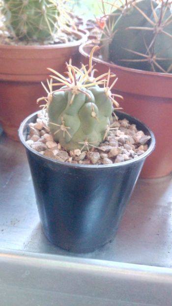 G. crassihamatus - Glandulicactus--sclerocactus