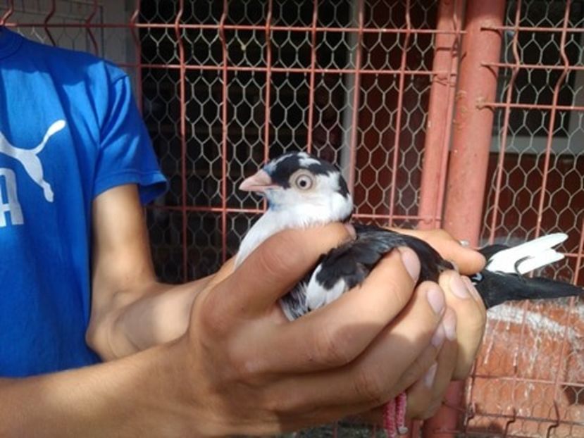  - 1942 Robert Zbughea