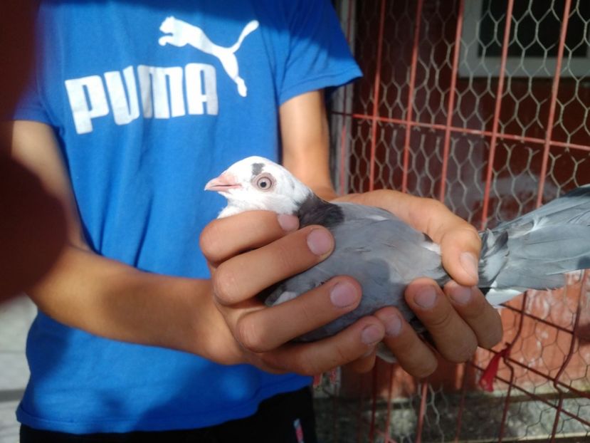  - 1942 Robert Zbughea