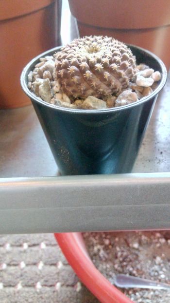 T. krausii - Thelocephala ---eriosyce