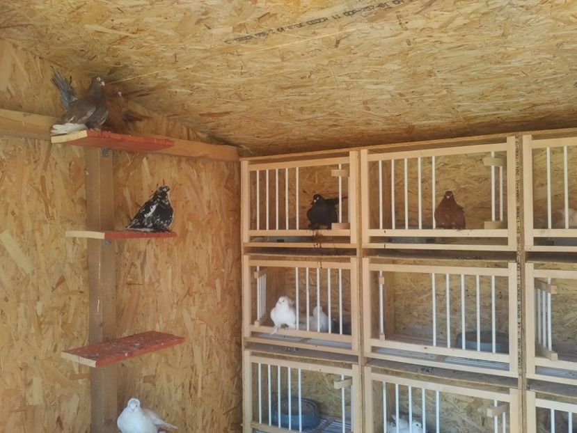  - 1945 Silviu Brezoiu